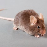 Survivor. When mice with human tumors received doses of anti-CD47, which sets the immune system against tumor cells, the cancers shrank and disappeared. Credit: Fotosearch